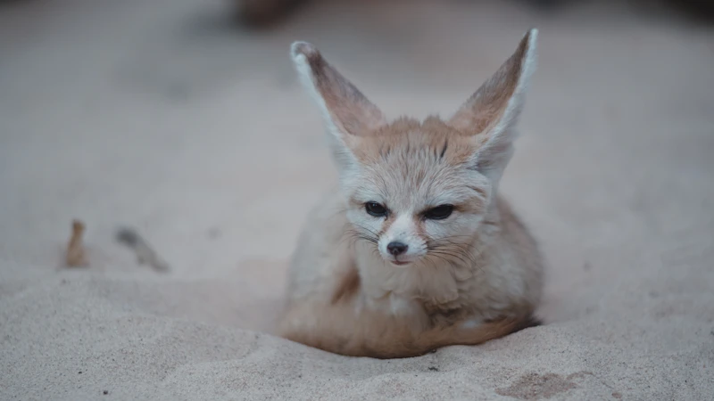 Fennek (Wüstenfuchs)