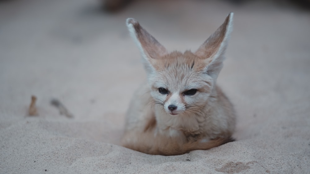 brown fox on sand