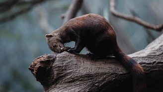 A small animal with a bushy tail is perched on a thick branch. It appears to be nibbling or inspecting something with its front paws. The scene is set in a natural environment with blurred, leafy background indicating a forest or woodland setting.