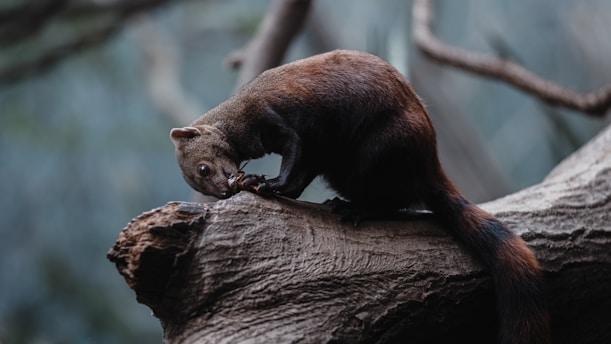 A small animal with a bushy tail is perched on a thick branch. It appears to be nibbling or inspecting something with its front paws. The scene is set in a natural environment with blurred, leafy background indicating a forest or woodland setting.