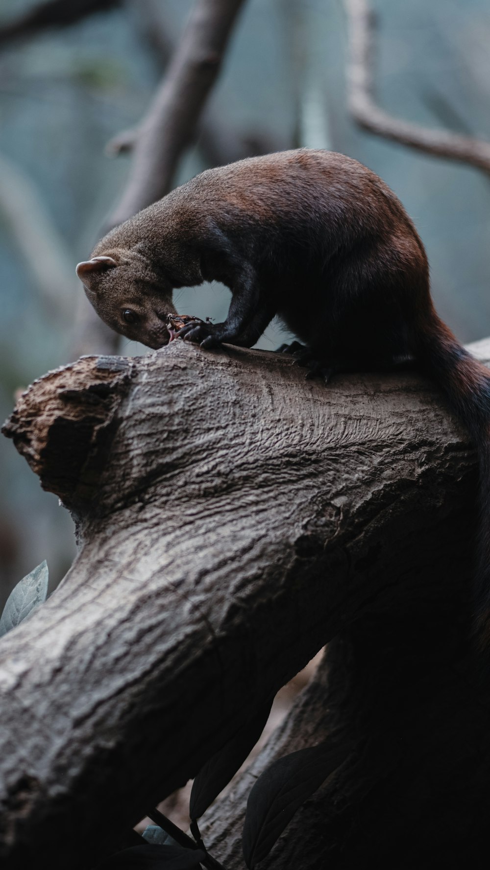 brown animal on tree branch