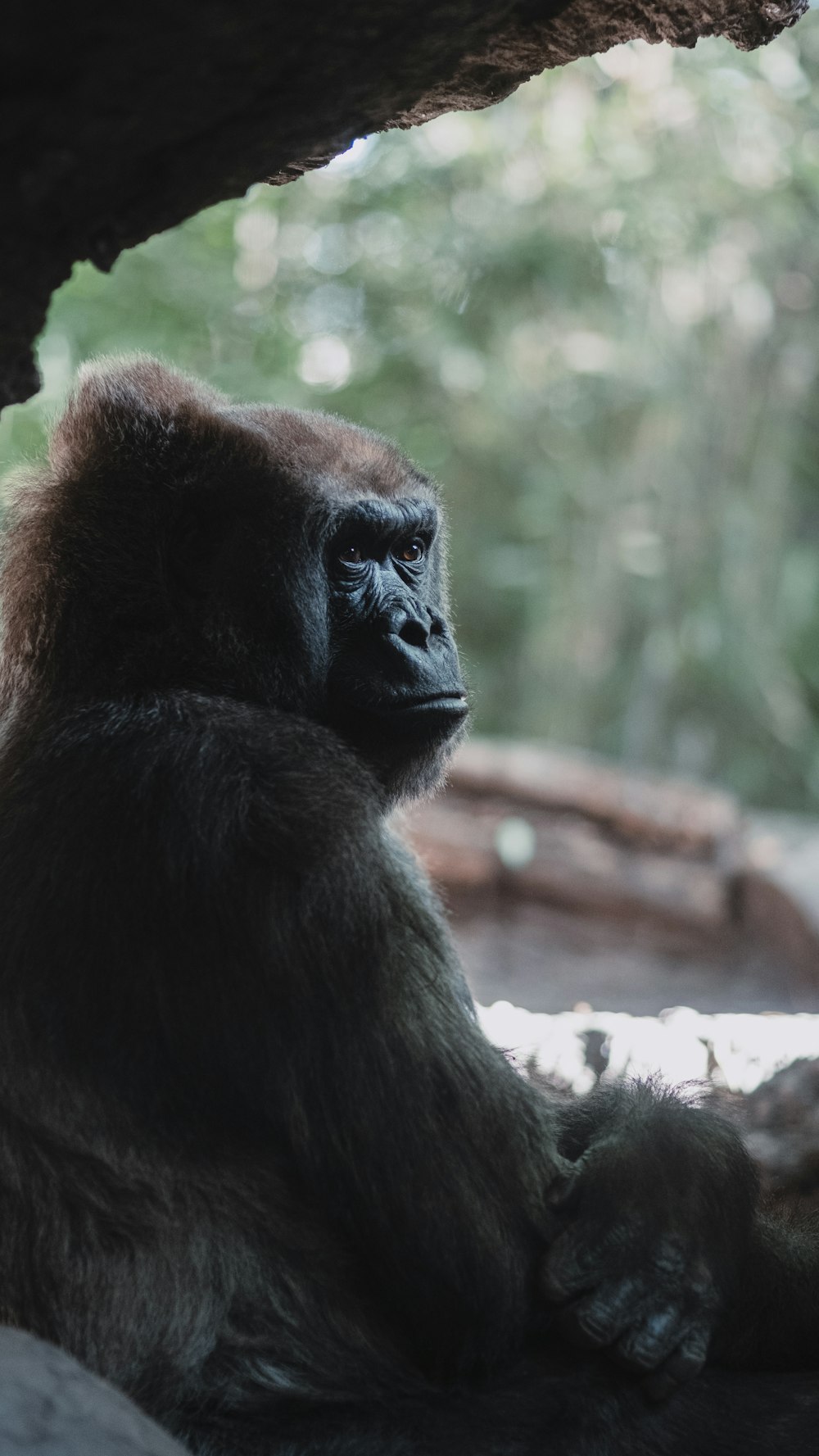 schwarzer und brauner Gorilla