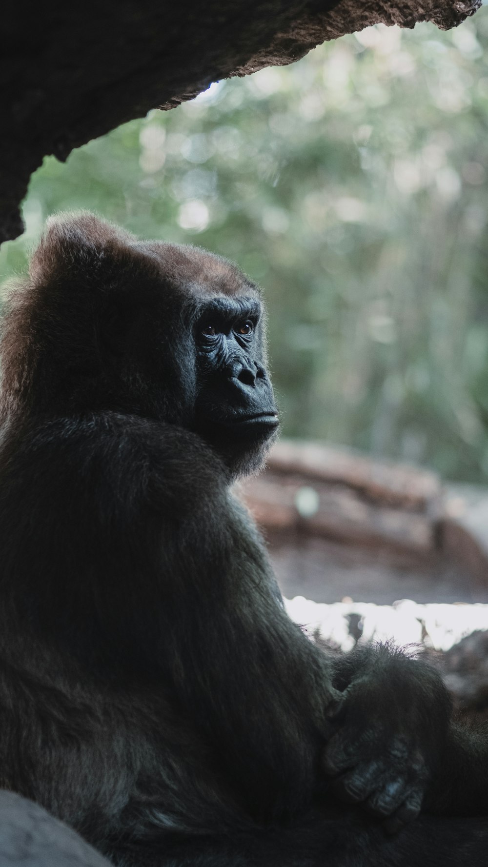 black and brown gorilla
