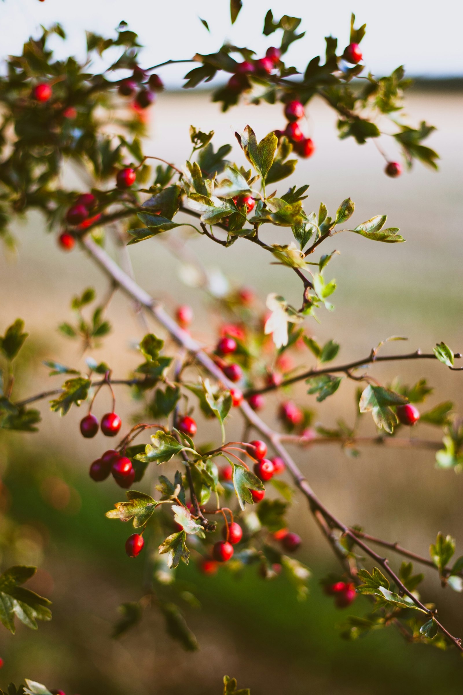 Canon EOS-1D Mark II + Canon EF 50mm F1.8 II sample photo. Green leafed plants photography