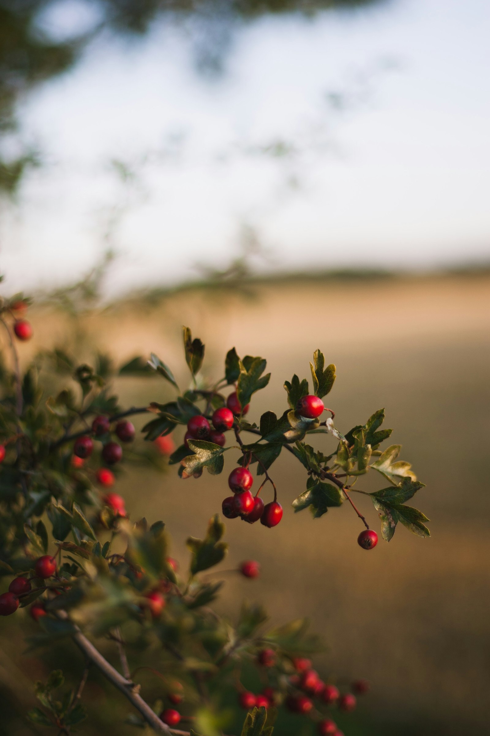 Canon EOS-1D Mark II + Canon EF 50mm F1.8 II sample photo. Green leafed plants photography