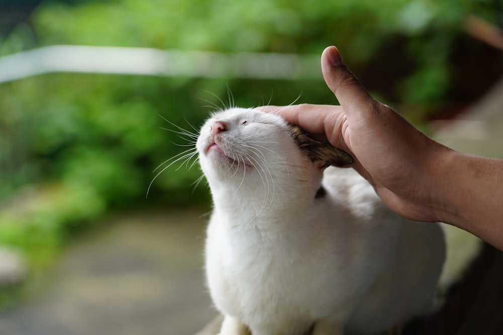 person touching white and brown tabby cat