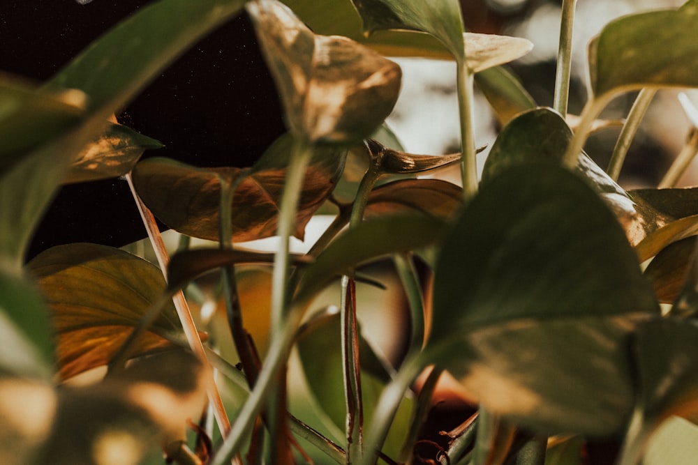 selective focus photography of green plant