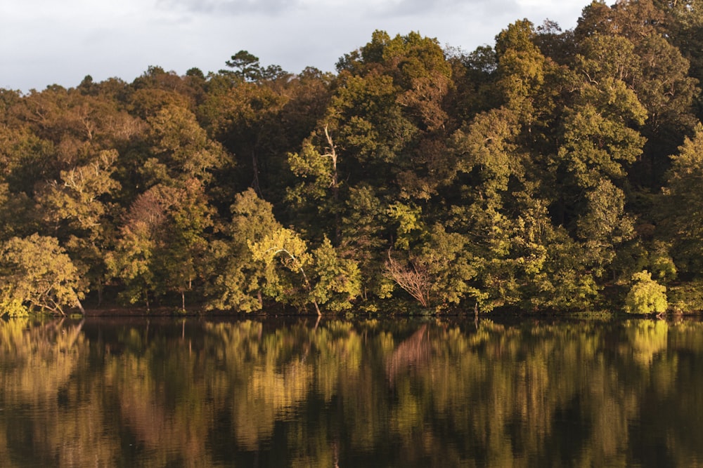 body of water surrounded with tall and green trees under white and blue skies during daytime