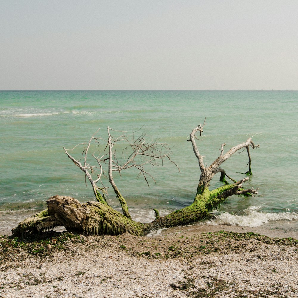 cut tree on shore during daytime