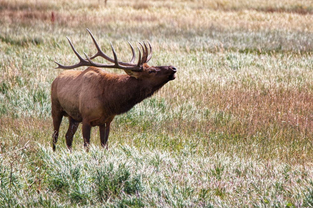 brown moose on grass