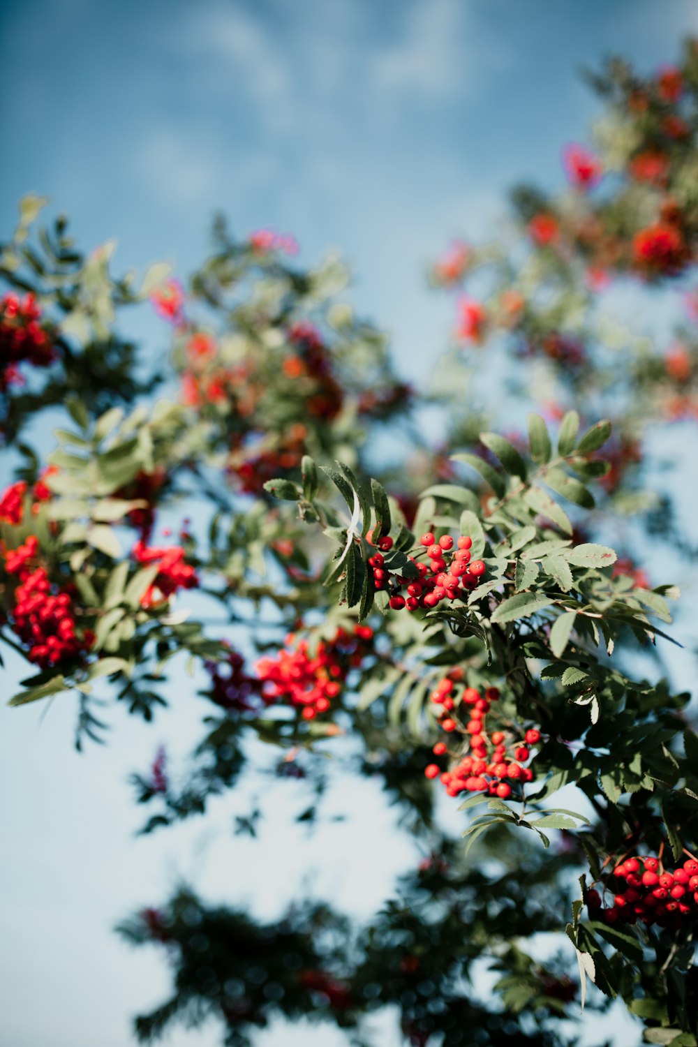 red fruits