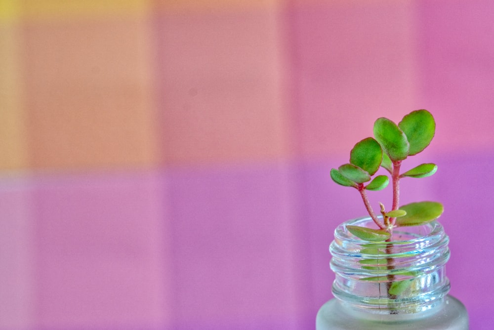 green-leafed plant in clear glass vase