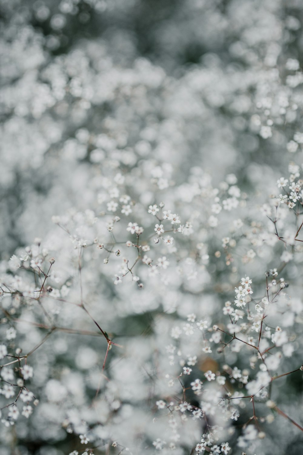 白い花びらのフラフラー