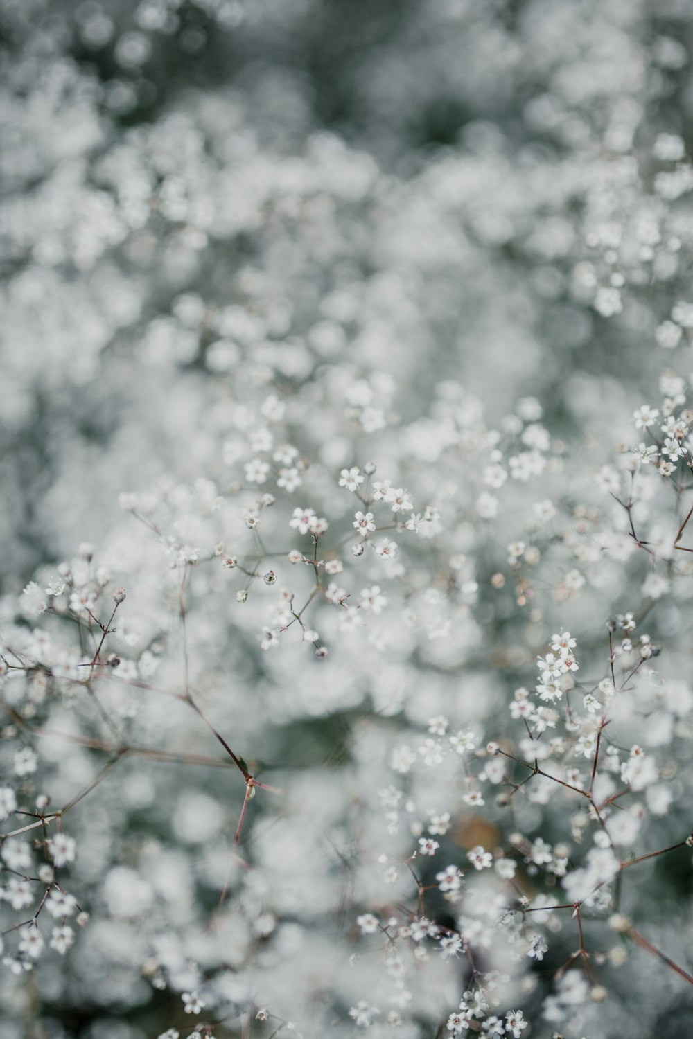 white-petaled flowr