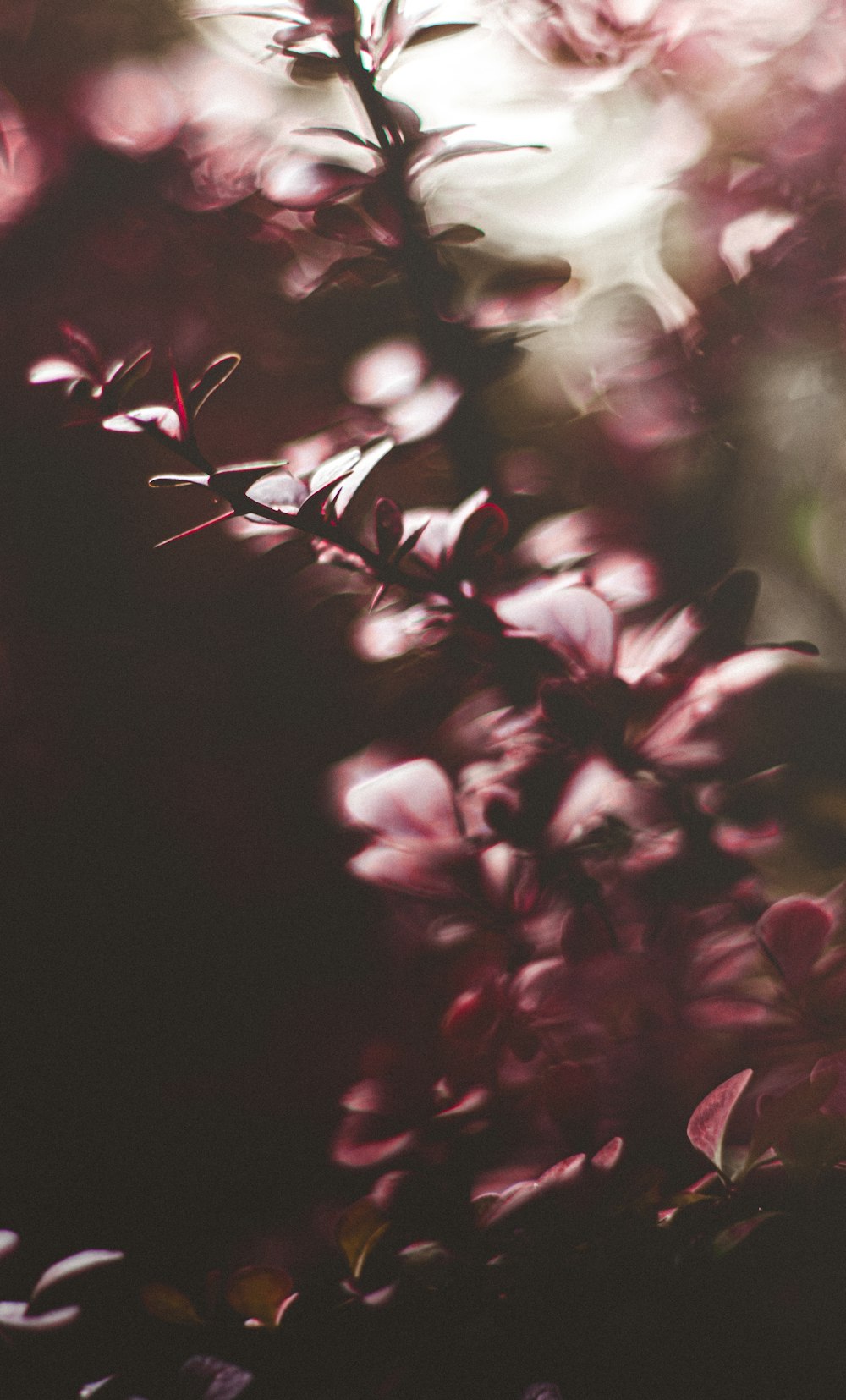 Fotografía de enfoque superficial de planta rosa