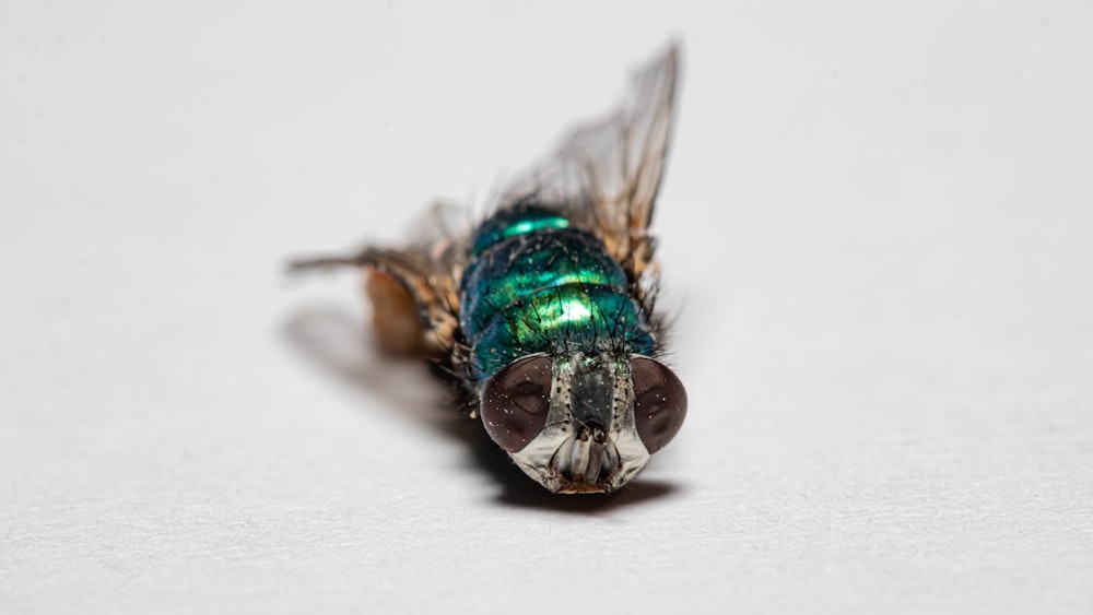 blue and grey fly