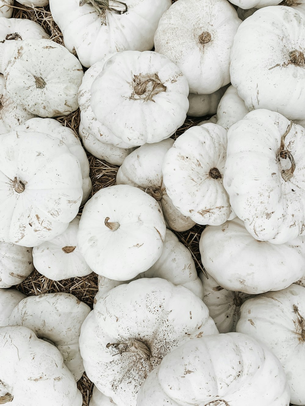 pile of white squash vegetables