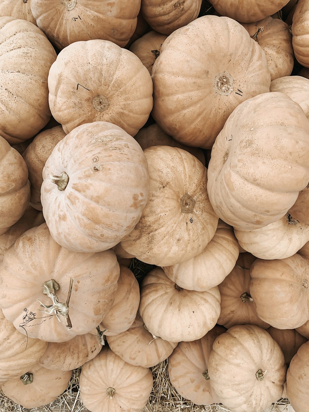 pile of red squash vegetable