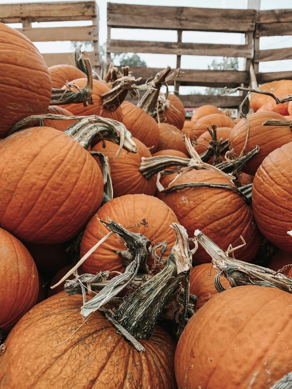 orange pumpkin lot