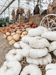 piles of pumpkins with different color