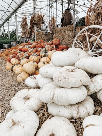 piles of pumpkins with different color