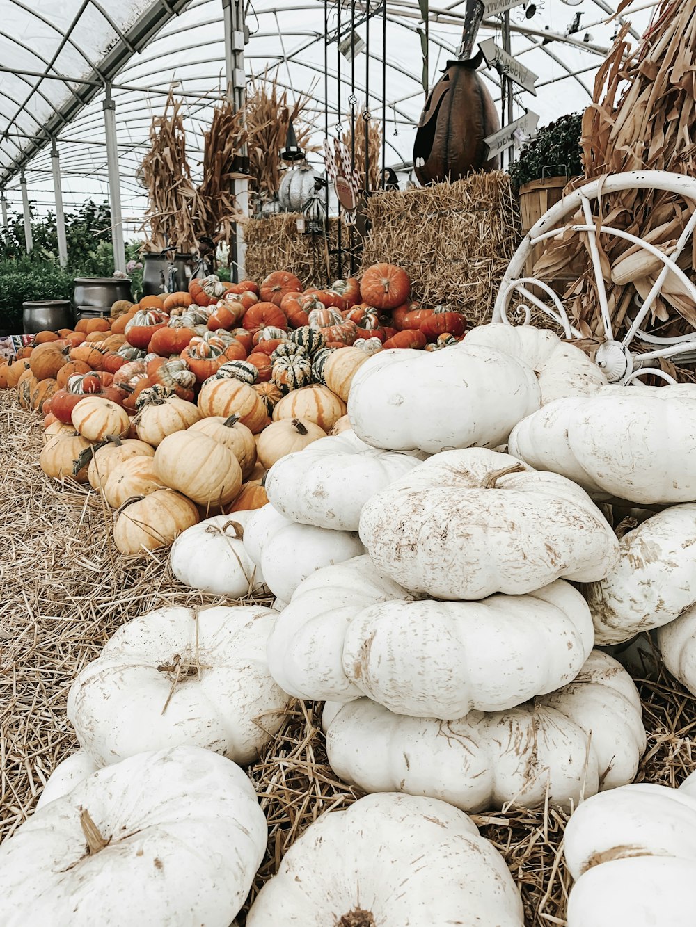 piles of pumpkins with different color