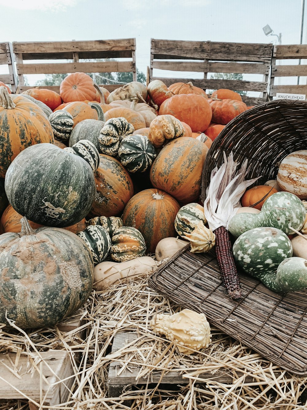 orange pumpkins