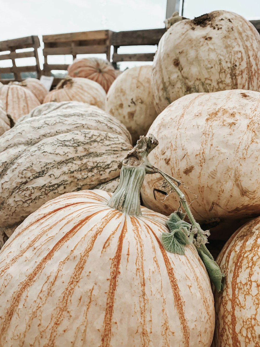 pumpkin lot