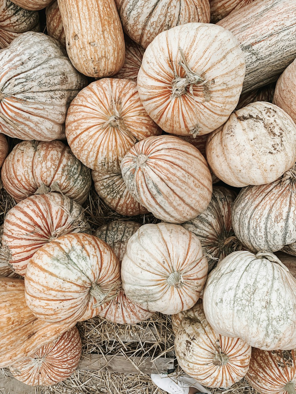 orange and white pumpkins