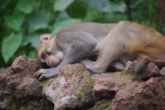 A peaceful pigtail monkey resting on a cozy hammock inside the sanctuary’s shaded shelter.