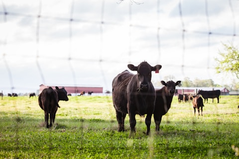 A small herd of black cows and calves is standing and grazing on a green pasture. There are several cows in the background, and three cows are closer to the camera. A wire fence is visible in the foreground. Red barns and some trees can be seen in the distance under a partly cloudy sky.