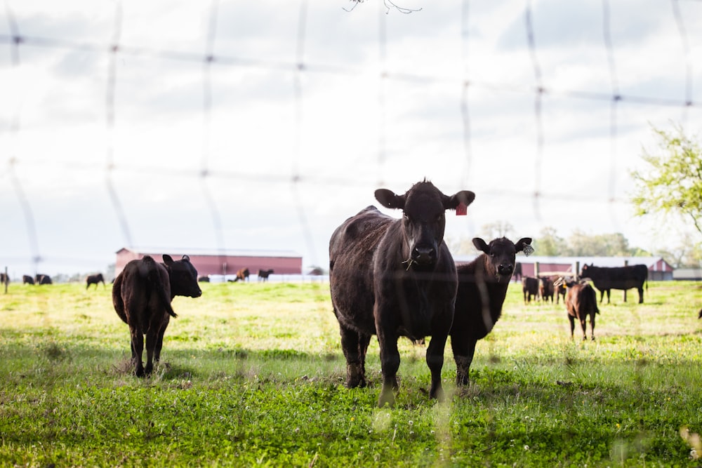 a herd of cattle standing on top of a lush green field