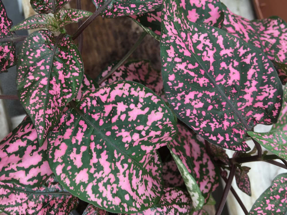 Planta de hojas rosadas y verdes