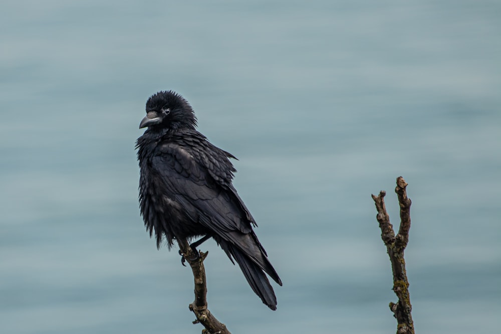 black bird on tree branch