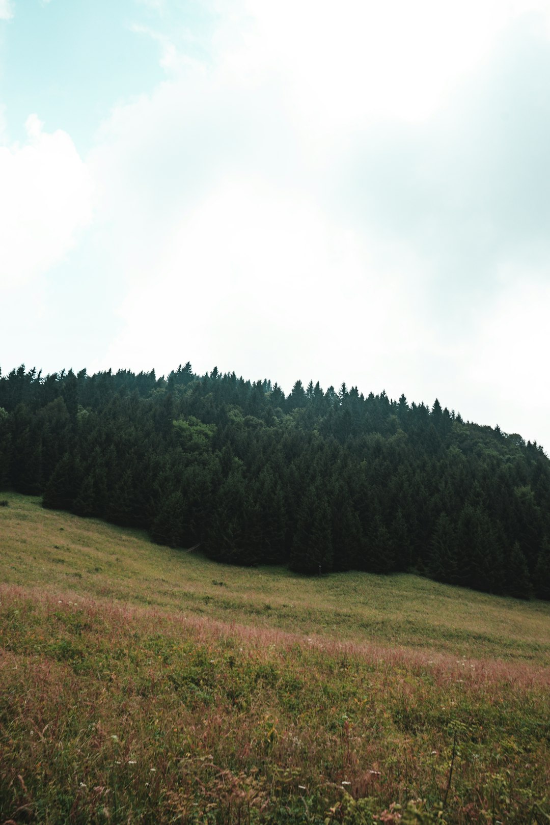 green-leafed trees