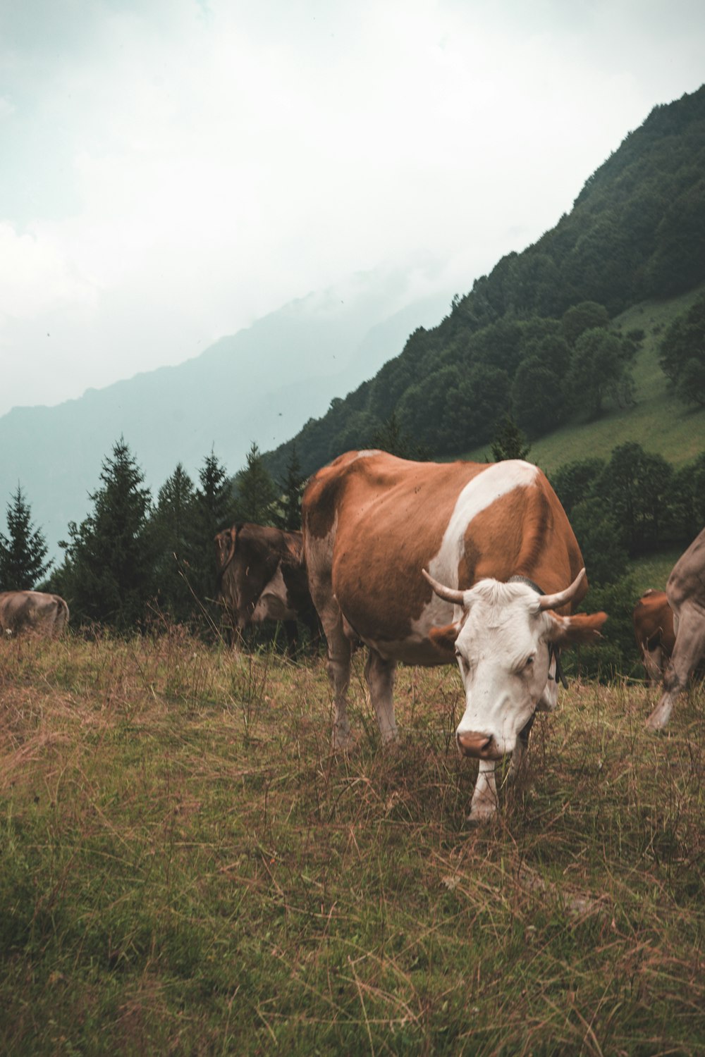 mucca marrone e bianca in piedi sull'erba