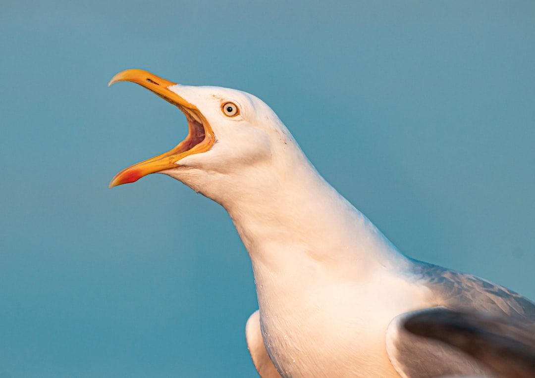  european herring gull seagull