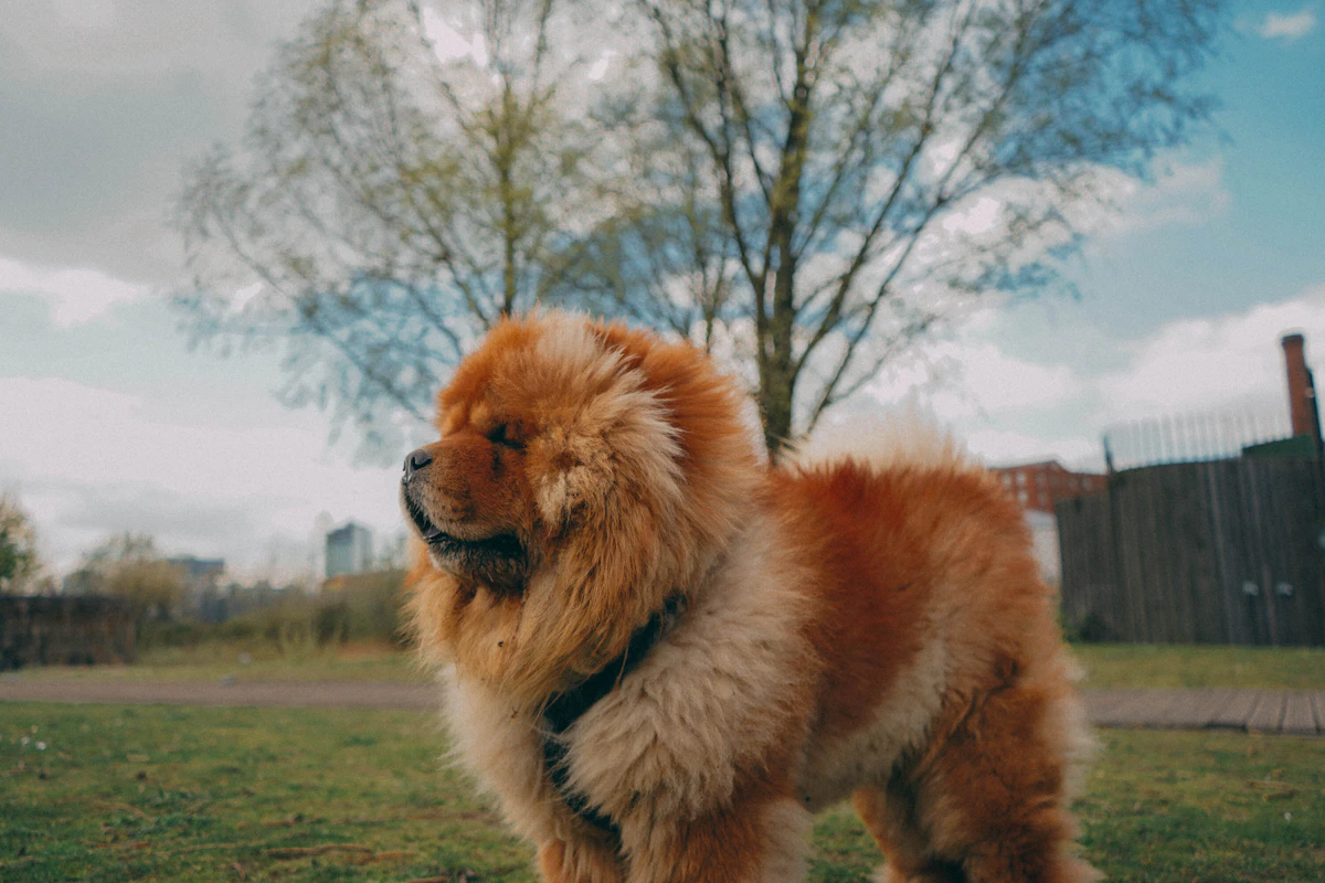 Chow Chow resting indoors