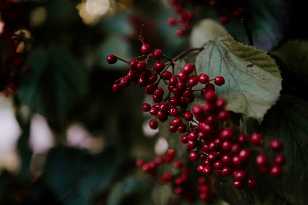 red cherries