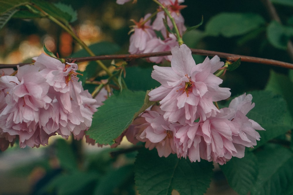 pink petaled flowers