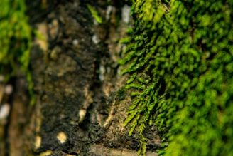 Close-up of textured bark and moss on an ancient tree, highlighting nature's intricate details.