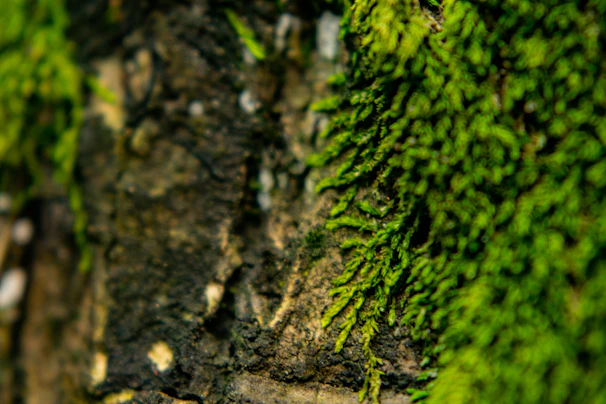 A close-up of moss-covered bark in the Black Range forest, highlighting intricate textures.