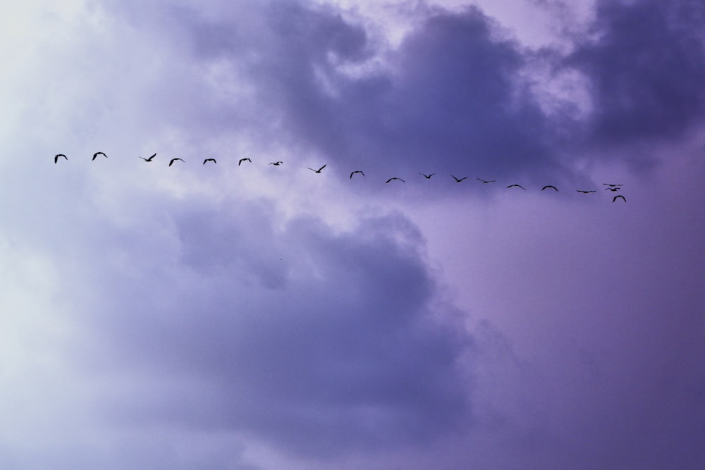 pájaros alineados volando