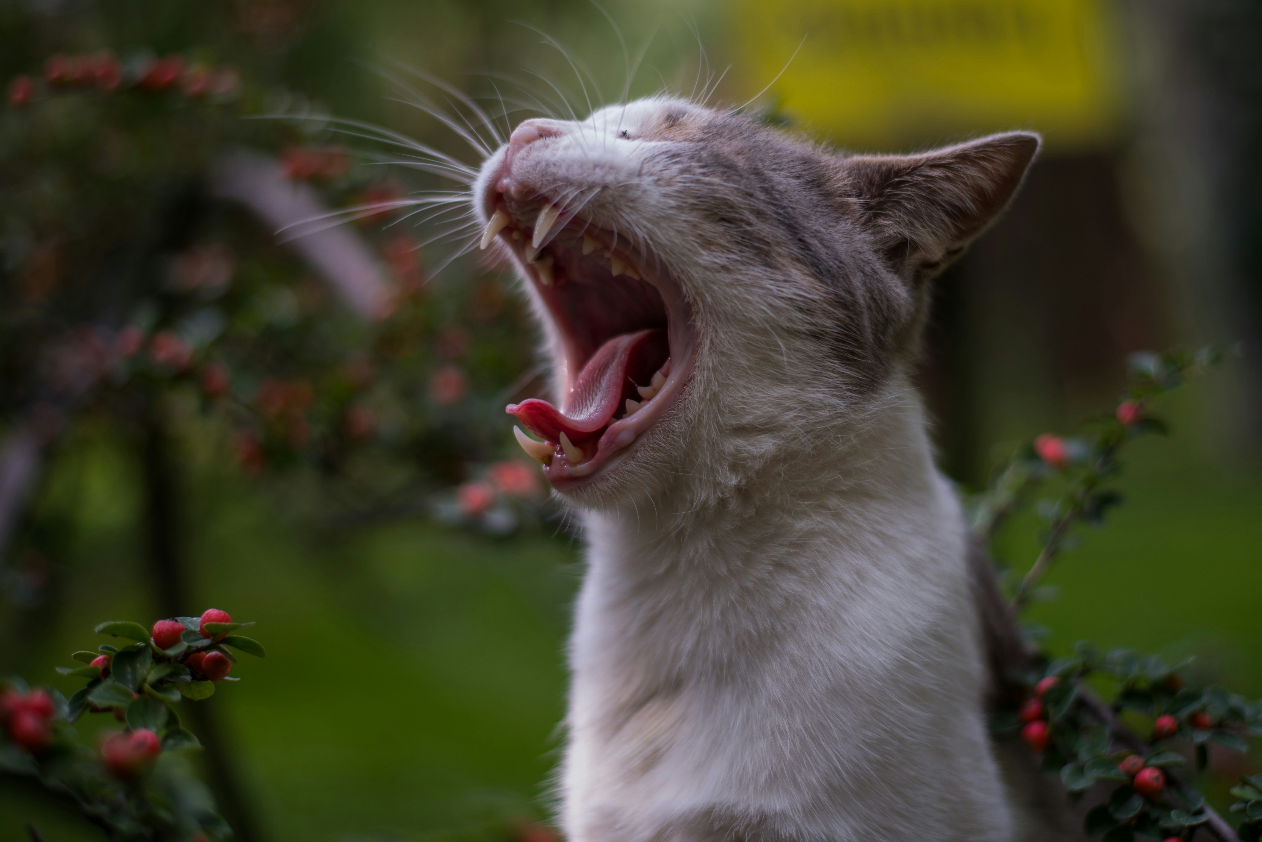 Training AI to Identify Animals by Their Sneezes (image credits: unsplash)