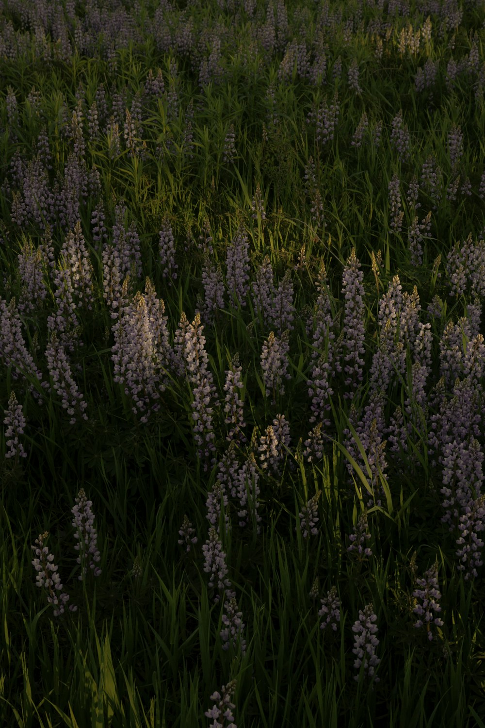 green-leafed plants