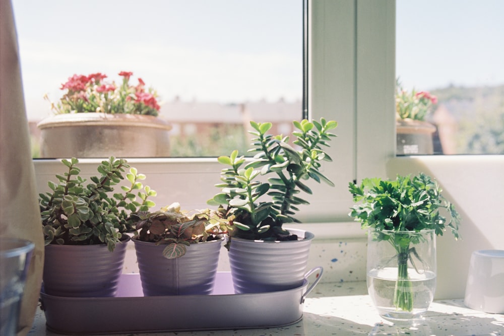 flower pots in container