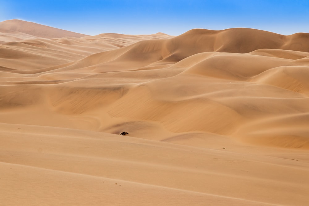 close-up of desert