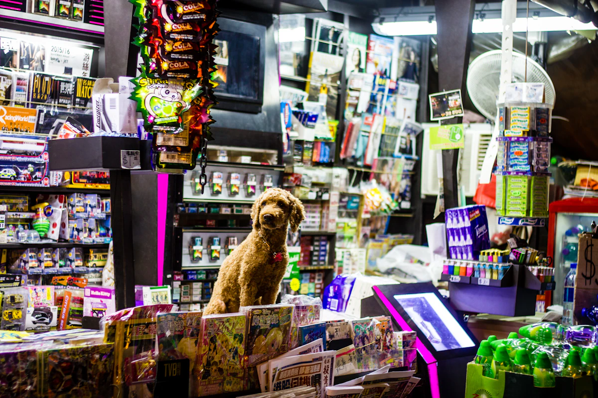 Perro sobre el mostrador de un kiosco de barrio, ilustrativo