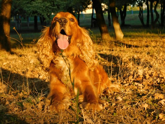 A golden retriever with a shiny, wavy coat sits on a forest floor covered in dry leaves and grass. The dog appears happy and relaxed with its tongue out, enjoying the warm sunlight filtering through the trees. The background shows a grove of tall trees casting long shadows.