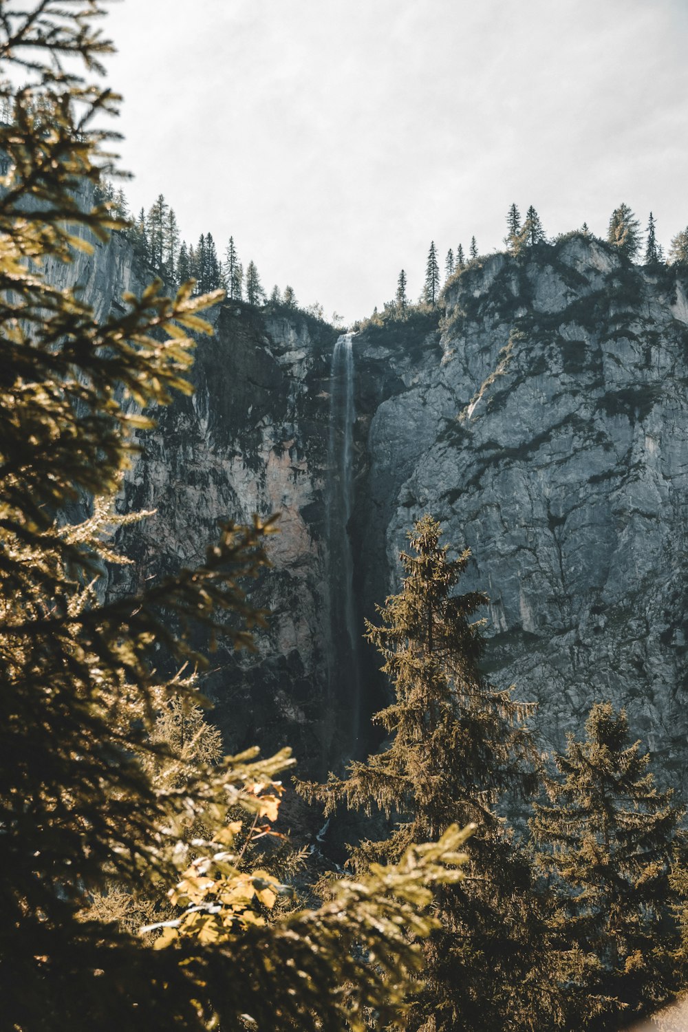 trees near stone